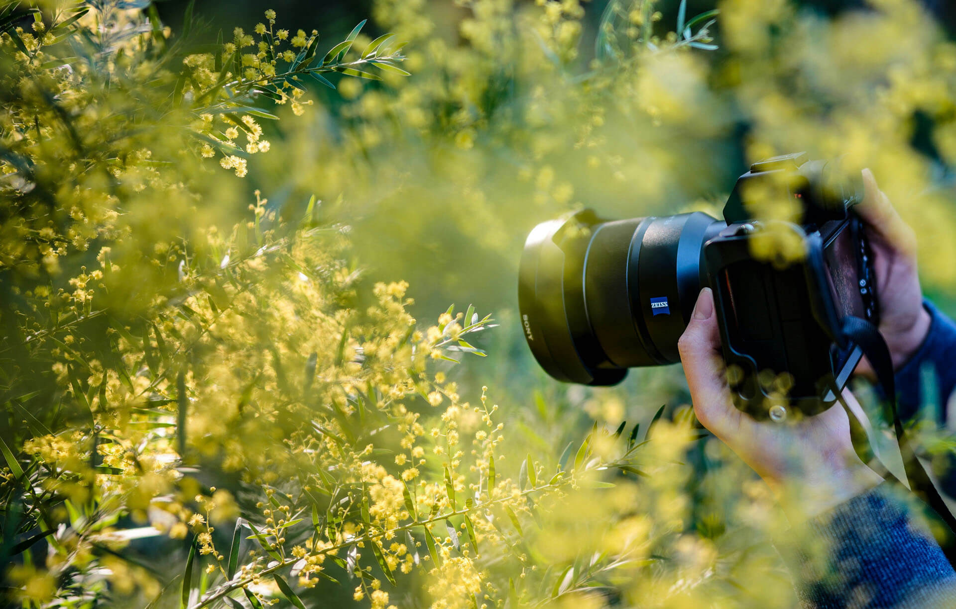 Person fotograferar gula blommande växter med systemkamera, där grönska och mjuka ljusstråk skapar ett naturligt och luftigt skärpedjup.