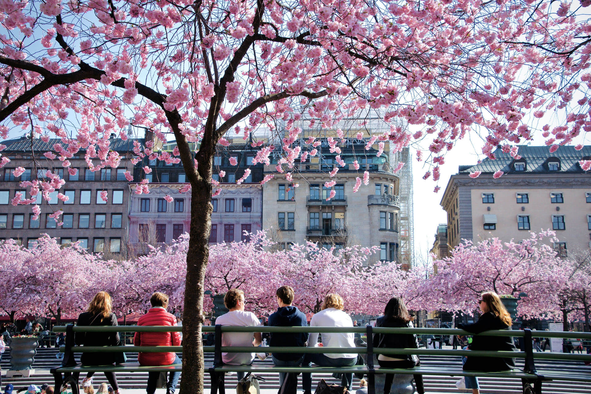 Kungsträdgården i Stockholm med personer som sitter på en bänk under blommande körsbärsträd, omgiven av rosa blommor och stadens byggnader i bakgrunden i dagsljus.