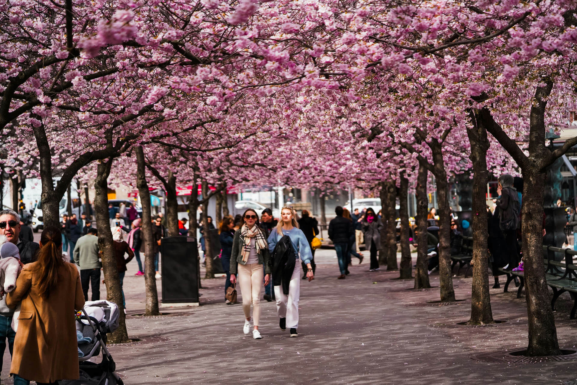 Människor promenerar längs en gata kantad av blommande körsbärsträd i Stockholm, där rosa blommor skapar ett tak över gångvägen i dagsljus.